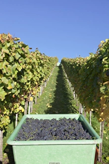Esslingen Prints: Grape harvest, Esslingen, Baden Wurttemberg, Germany, Europe