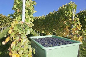 Grape harvest, Esslingen, Baden Wurttemberg, Germany, Europe