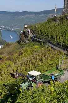 Harvesting Prints: Grape harvesting overlooking Mosel valley at Bernkastel-Kues
