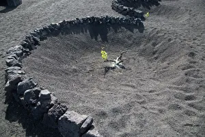 Grapevine Prints: Grape vines growing in black volcanic pits in La Geria