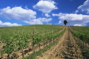 Pienza Prints: Grape vines on hillside beneath blue sky with white clouds