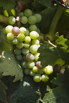 Images Dated 2nd August 2007: Grape vines, Languedoc, France, Europe