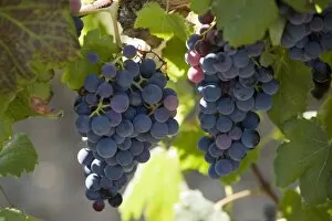 Grape vines, Languedoc, France, Europe