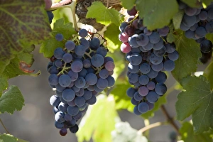 Images Dated 4th August 2007: Grape vines, Languedoc, France, Europe