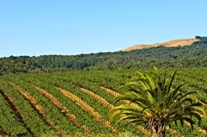 Grape vines in northern California near Mendocino, California, United States of America