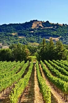 Images Dated 21st August 2008: Grape vines in northern California near Mendocino, California, United States of America