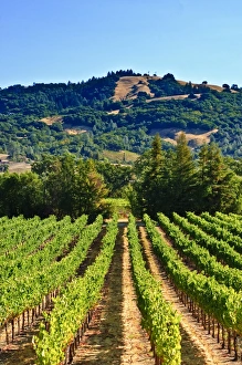 Images Dated 21st August 2008: Grape vines in northern California near Mendocino, California, United States of America