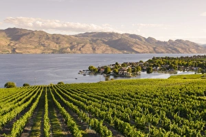 Viniculture Prints: Grape vines and Okanagan Lake at Quails Gate Winery