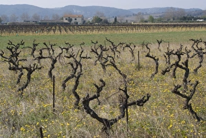 Languedoc Prints: Grape vines, Vers, Languedoc, France, Europe