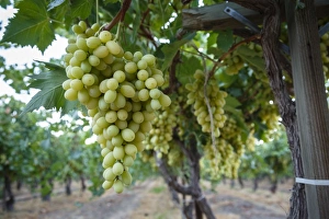 Ripe Prints: Grape at a vineyard in San Joaquin Valley