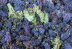 Chianti Prints: Grapes for Chianti wine