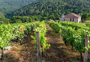 Green Hills Prints: Grapes growing on grapevines, Ribeiro wine region