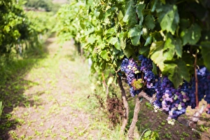 Mount Etna Prints: Grapes growing at a vineyard on Mount Etna