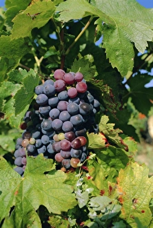 Cultivate Prints: Grapes ripe for picking, Vaucluse Region, Provence, France, Europe