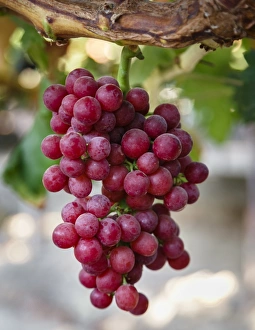 Produce Prints: Grapes in San Joaquin Valley, California, United States of America, North America