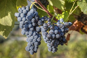 Grapes on vine, Alto Douro Wine Valley, UNESCO World Heritage Site, Portugal, Europe