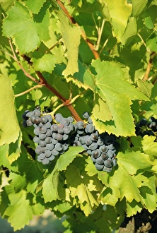 Grapes on vine, Provence, France, Europe