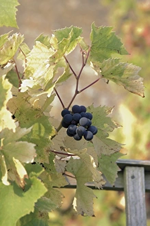 Cotswold Prints: Grapes on vine, Stanway village, The Cotswolds, Gloucestershire, England