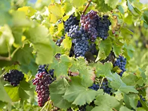 Ripe Prints: Grapes on vines, Languedoc Roussillon, France, Europe