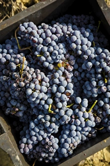 Grapes in a vineyard near Treiso, Langhe, Cuneo district, Piedmont, Italy, Europe