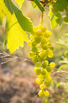 Vitis Vinifera Prints: Grapes, vineyards at Diano Castello, Imperia, Liguria, Italy, Europe