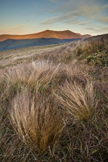 Mountain Peak Prints: Grass and mountain peak at sunrise, Conor Pass, Dingle Peninsula, County Kerry, Munster