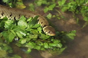 Snake Prints: Grass snake in stream, Warwickshire, England, United Kingdom, Europe