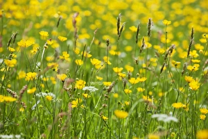 Wild Flowers Prints: Grasses and flowers in a buttercup meadow at Muker