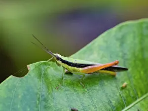 Entomology Prints: Grasshopper, Cornops frenatum, on a leaf in the undergrowth within the Pacaya Samiria Preserve
