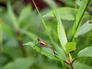 Entomology Prints: Grasshopper Nisitrus vittatus resting on a leaf in the natural habitat of Mount Kinabalu Park in Sabah Malaysia
