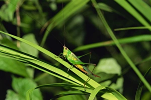 Grasshopper Prints: Grasshopper perched on grasses for the night
