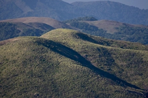 Periyar Prints: Grasslands, Mangala Devi Peak, Periyar, Kerala, India, Asia