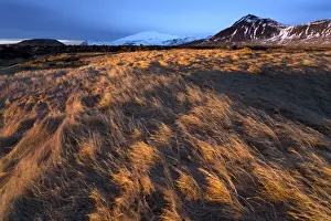 Budir Prints: Grassy landscape