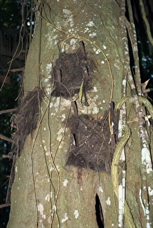 Toraja Prints: Grave in tree for very young infant