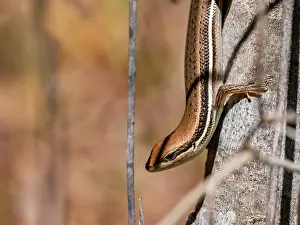 Lizard Prints: Gravenhorsts mabuya climbs a tree trunk in Isalo National Park Madagascar during daylight