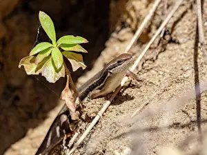 Small Prints: Gravenhorsts mabuya rests near plant on sandy ground in Isalo National Park Madagascar