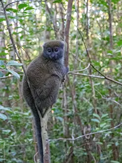 Portrait Prints: Gray bamboo lemur rests on a branch in its natural habitat at a wildlife park in Madagascar