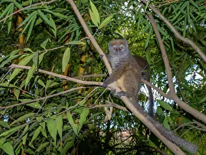 Endangered Prints: Gray bamboo lemur sits in a tree at Lemur Park in Antanavarino Madagascar during the daytime