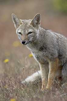 Rest Prints: Gray fox (Patagonian fox) (Pseudalopex griseus), Torres del Paine, Chile, South America