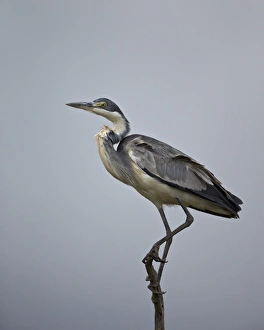 Gray heron (grey heron) (Ardea cinerea), Serengeti National Park, Tanzania, East Africa, Africa