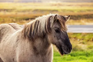Freedom Prints: Gray Icelandic horse stands near roadside pasture