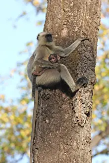 Furry Prints: Gray langur (Hanuman langur) (Semnopithecus hector)