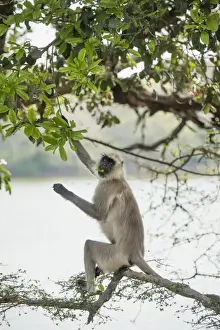 Gray langurs (Hanuman langurs) (langur monkey) (Semnopithecus entellus), Ranthambhore