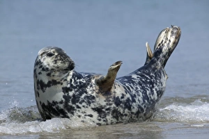 Images Dated 8th January 2000: Gray seal (grey seal)