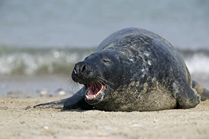 Gray seal (grey seal)