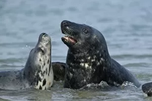 Gray seals (grey seals)
