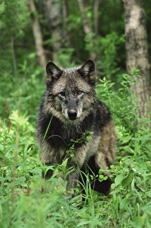 Wolf Prints: Gray wolf (Canis lupus)