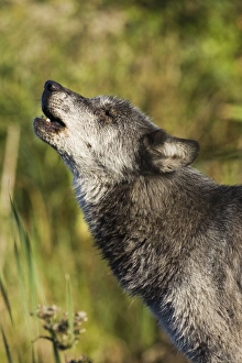 Wolf Prints: Gray wolf (Canis lupus) howling