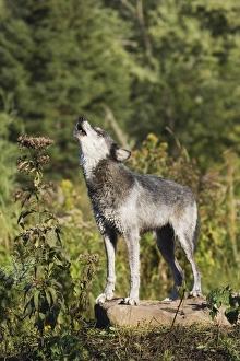 Wolf Prints: Gray wolf (Canis lupus) on a rock