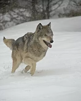 Gray Wolf (Canis lupus) running in the snow in captivity, near Bozeman